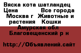 Вяска кота шатландец › Цена ­ 1 000 - Все города, Москва г. Животные и растения » Кошки   . Амурская обл.,Благовещенский р-н